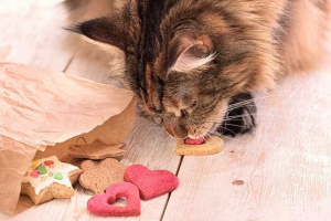 Как да нахраните котето и основния кун за възрастни?